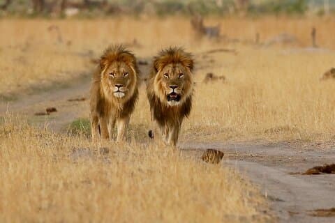 5 - Day Victoria Falls, Zambia och Botswana Safariutflykt