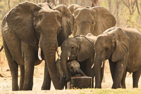 Kleine Gruppe: Sambesi Nationalpark Geführte Pirschfahrt
