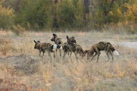 4-Day Discover Victoria Falls, Chobe and Hwange Park