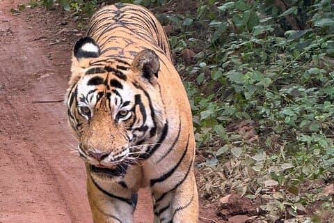 2 dagars stadsrundtur i Jaipur med Ranthambore Safari