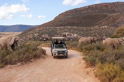 1 - Dag Cape Town Big Five Adventure med måltider
