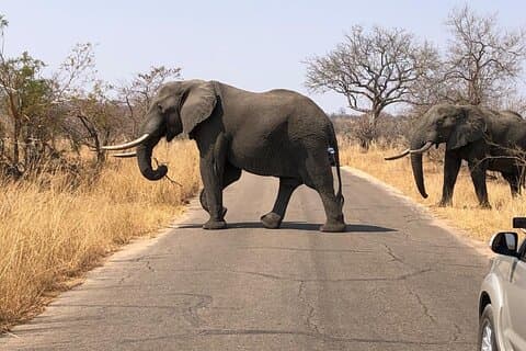 2 - Dag luksus Kruger Safari Big Five eventyr
