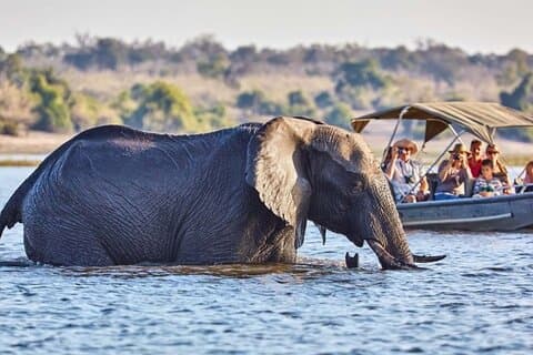 3 - Giornata Wildlife Combo - Cascate Vittoria e Chobe Safari