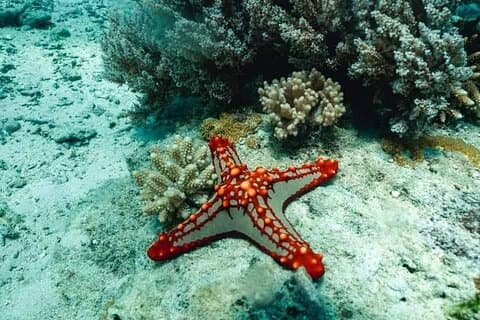 Snorkeling at Bawe Island