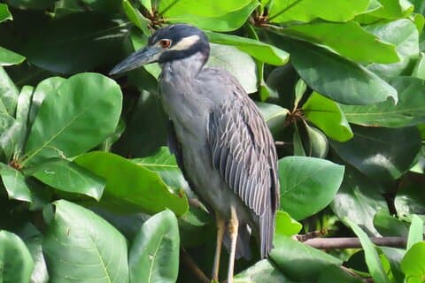 Birdwatching at Casco Viejo