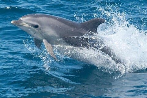 Dolphin Watching Tour