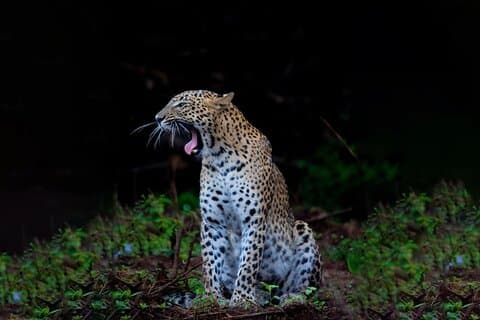Ella to Galle Shuttle & Yala Safari Drive with Breakfast