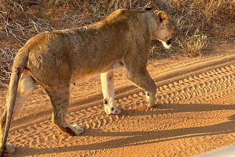 Hoteller i nærheden af Elky 3 Days Tsavo East and Ziwani Game Sanctuary