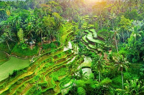 Ubud Jungle Adventure: Tirta Empul & Bali Swing