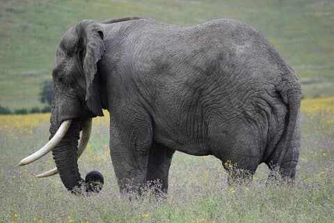 4 giorni di campeggio Safari Adventure ad Arusha