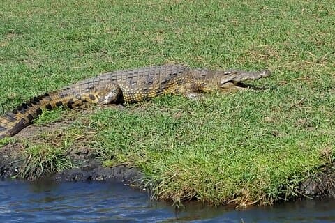 Excursion d'une journée au parc national Chobe au départ de Livingstone