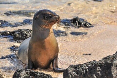 7 dagers tur til Galapagos Island med 3 øyer