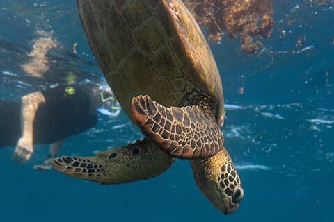 Turtle Quest: Schwimme mit Meeresschildkröten.