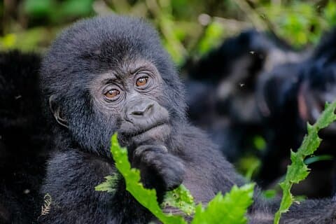 3 Tage Gorilla Trekking in den Parks Bwindi und Mgahinga