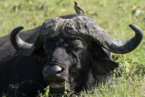 Guidet dagstur i Lake Nakuru National Park fra Nairobi
