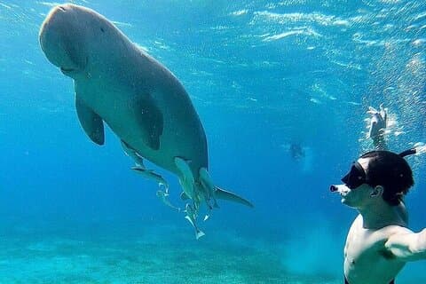 Marsa Alam Snorkling äventyr med Dugongs och havssköldpaddor