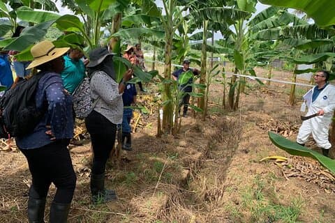 Saint Lucia Agrotourism Tour gård opplevelse og rum smaksprøve