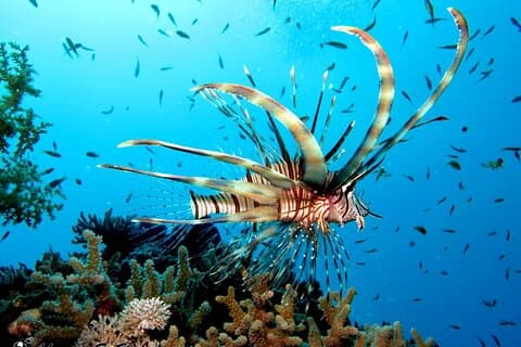 Semi-onderzeeboottour met snorkelen vanuit Hurghada en El Gouna