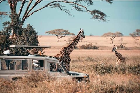 1-Day Mikumi National Park Safari from Zanzibar