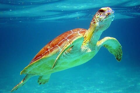 Cancún : Tour Tortugas marinas y Cenote Con Recogida desde su Hotel