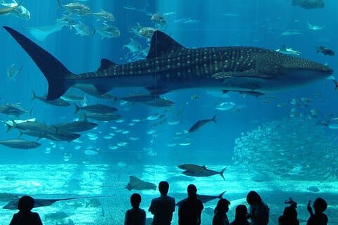 Istanbul Aquarium Adventure com transferência de hotel
