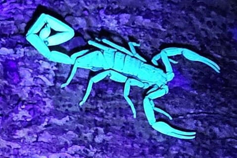 Reptile and Amphibian Night Adventure in Yucatán Jungle