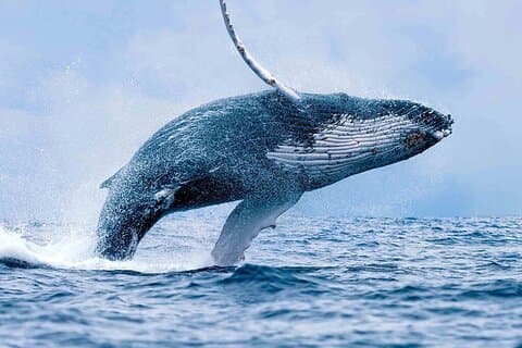 Avistamiento de ballenas - tour de delfines y snorkel