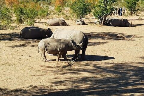 Safari Game Drive e passeggiata di rinoceronte nel Parco nazionale di Mosi-oa-Tunya