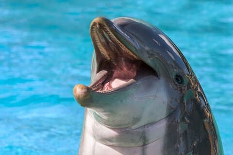 Dolphin House Snorkeling Sea Trip with lunch, transfer - Hurghada