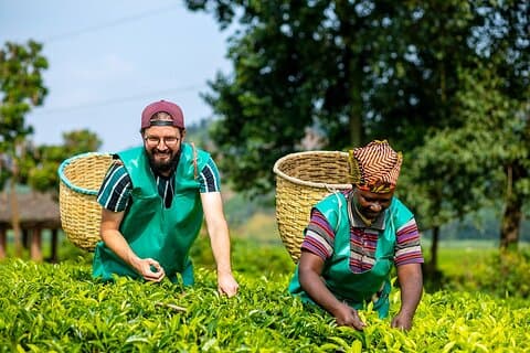 2 Tage von der Ernte zum Cup Lake Kivu Kaffee Erfahrung