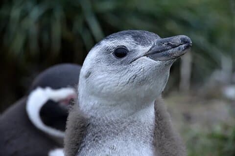 プエルト アルマンサからマルティージョ島で観察するペンギン
