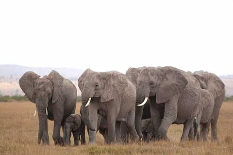 2 Days 1 Night Amboseli Safari
