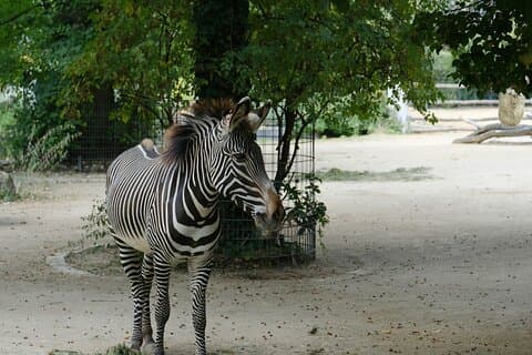 Prag Zoo Skip-the-Line billet med lydguide og transfer