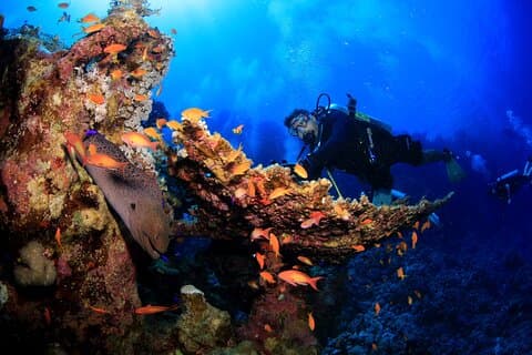 8 Dives by Boat or by Shore