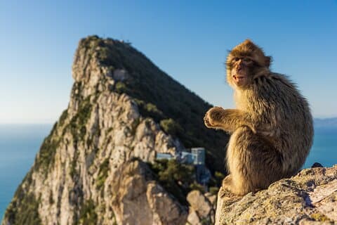 Gibraltar a tu aire,directo, con assistência completa
