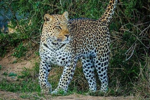 3 Days and 2 Night Safari in Mikumi.