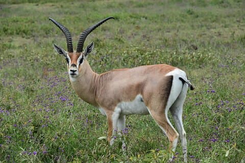 7 - Dag Camping Safari i Tanzanias ikoniske nasjonalparker