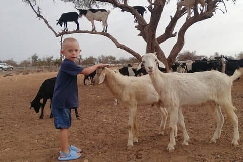 Goat Climbing the Tree in Morning Agadir Experiência