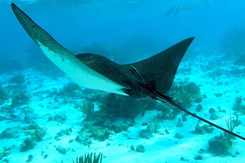 PRIVAT 4Stop Tour: Stingray, Snorkling, Sjöstjärnor och 7 Mile Beach