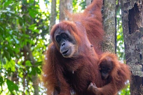 Bukit Lawang Orangutan Trekking from Medan