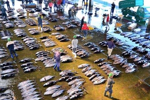 Wakayama: Learn & Taste Japan Tuna Culture in Nachikatsuura