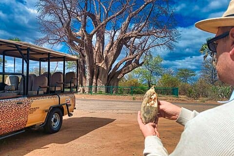 I 4x4: Vulture Feeding Experience, Bush Walk + Big Tree *D-ES-F