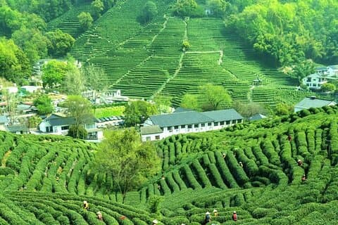 Serene Hangzhou Private Tour Hvor te vokser og naturen utfolder seg