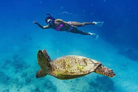 Snorkling med havssköldpaddor i Waikiki Hawaii Båttur