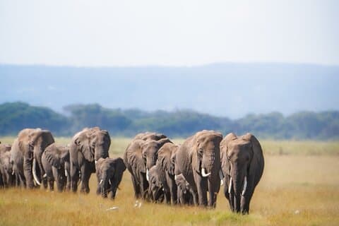 Experience 5 Day Joining Safari to the Northern Wonders