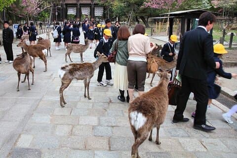 Kyoto and Nara Highlights with English speaking Driver and Guide
