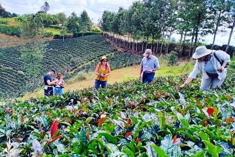 Excursion d'une journée à Nairobi Purple Tea Farm