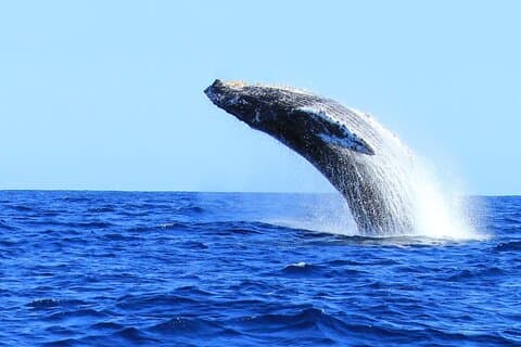 Walbeobachtung in Cabo San Lucas