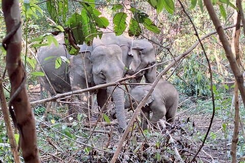 Elephant Observation Tour i Chiang Mai 2 dager og 1 natt