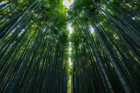 Explore Kyoto in Style: Temples, Shrines & Cultural Highlights